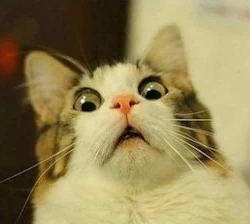cat recoiling in horror
